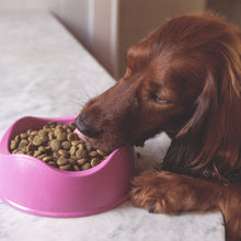 Load image into Gallery viewer, Bamboo Dog Bowl, Pink